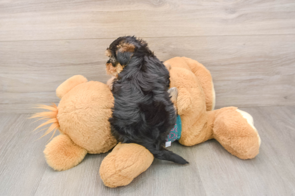 Yorkie Poo Pup Being Cute