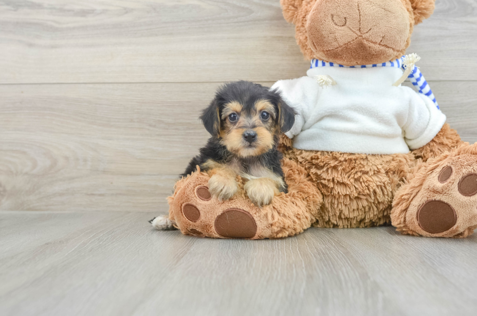 6 week old Yorkie Poo Puppy For Sale - Simply Southern Pups