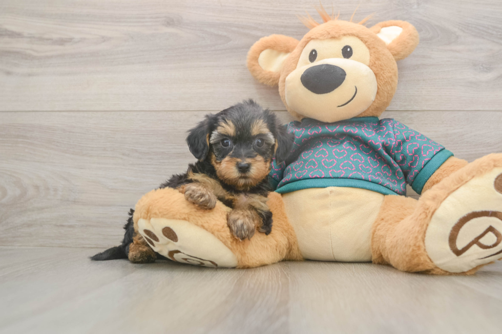 Fluffy Yorkie Poo Poodle Mix Pup