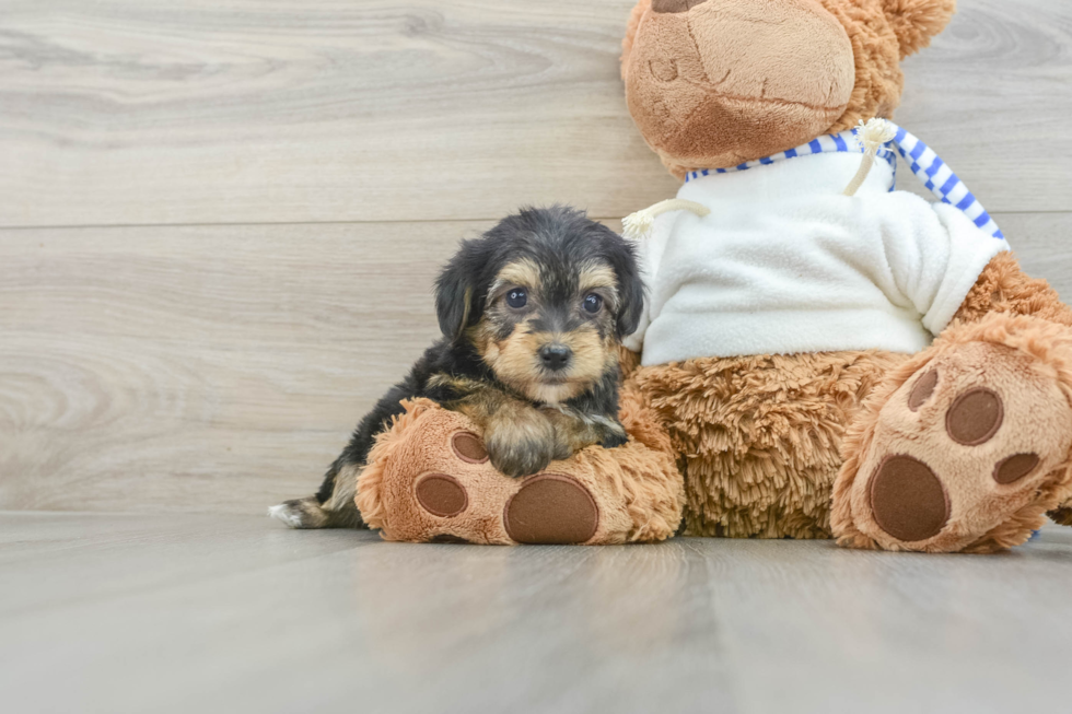 Petite Yorkie Poo Poodle Mix Pup