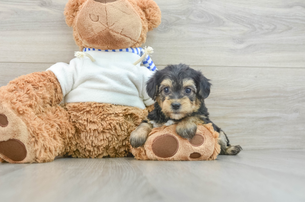 6 week old Yorkie Poo Puppy For Sale - Simply Southern Pups