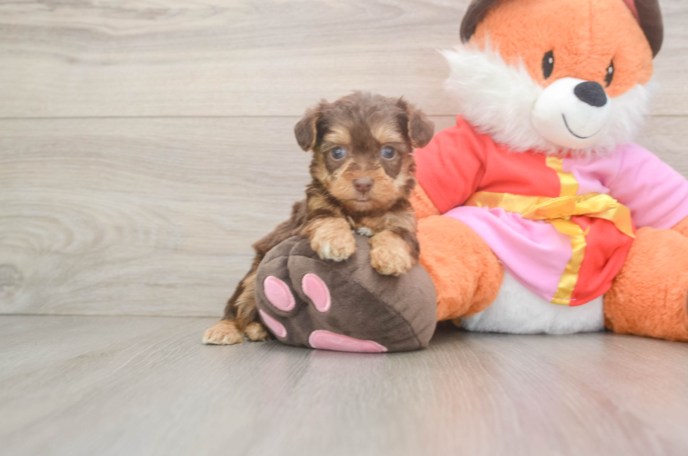 5 week old Yorkie Poo Puppy For Sale - Simply Southern Pups
