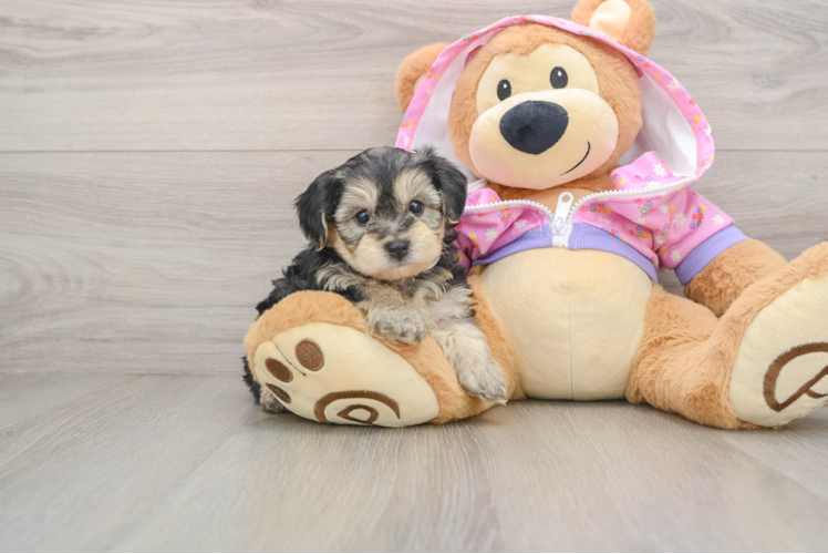 Yorkie Poo Pup Being Cute