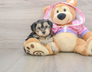 8 week old Yorkie Poo Puppy For Sale - Simply Southern Pups