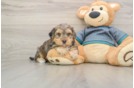 Yorkie Poo Puppy for Adoption