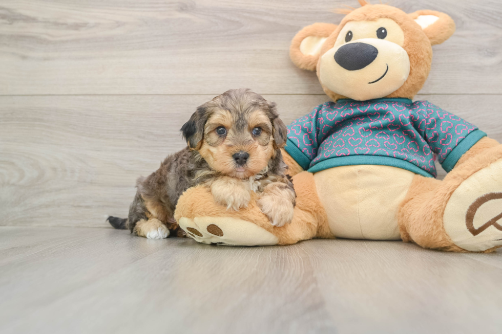 Yorkie Poo Puppy for Adoption