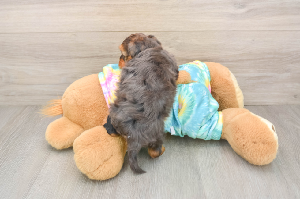 Little Yorkie Poodle Mix Poodle Mix Puppy