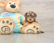 7 week old Yorkie Poo Puppy For Sale - Simply Southern Pups