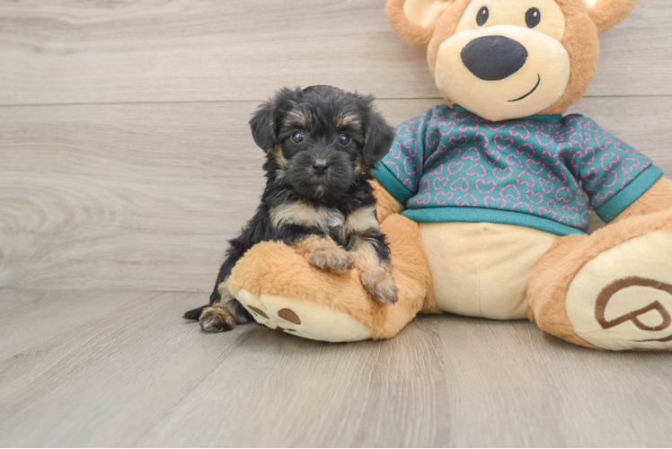 Energetic Yorkipoo Poodle Mix Puppy