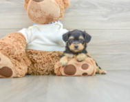 7 week old Yorkie Poo Puppy For Sale - Simply Southern Pups