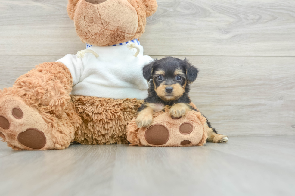 7 week old Yorkie Poo Puppy For Sale - Simply Southern Pups