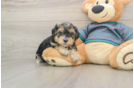 Yorkie Poo Pup Being Cute