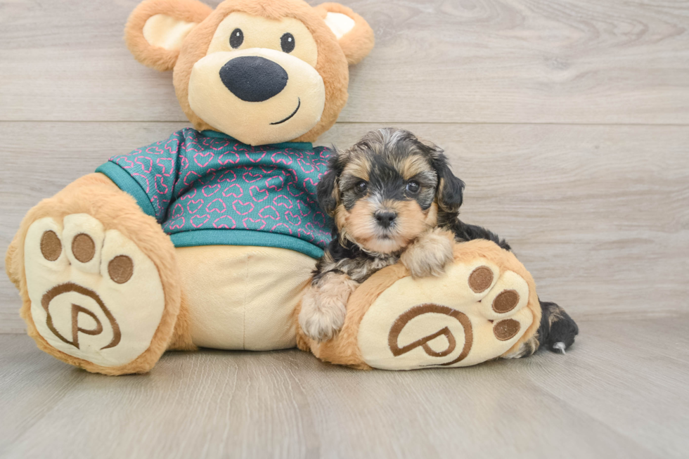 Funny Yorkie Poo Poodle Mix Pup