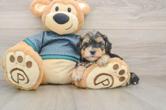 Funny Yorkie Poo Poodle Mix Pup