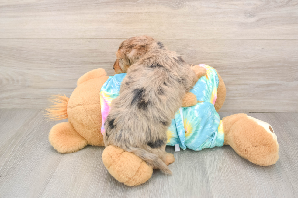 Petite Yorkie Poo Poodle Mix Pup