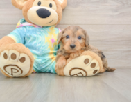 7 week old Yorkie Poo Puppy For Sale - Simply Southern Pups