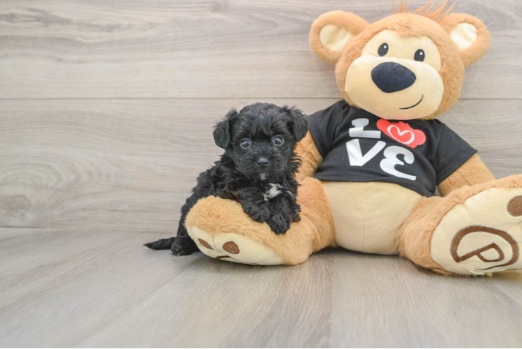 Yorkie Poo Puppy for Adoption