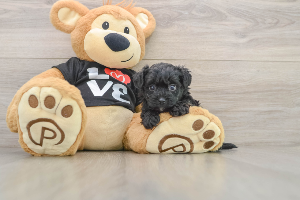 Best Yorkie Poo Baby