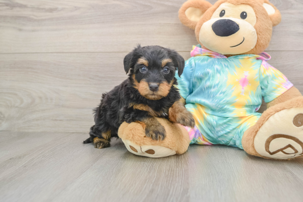 Friendly Yorkie Poo Baby