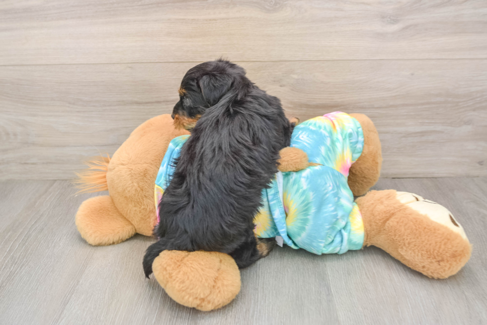 Playful Yo Yo Poo Poodle Mix Puppy