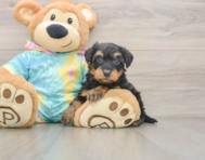 7 week old Yorkie Poo Puppy For Sale - Simply Southern Pups