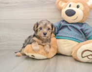 9 week old Yorkie Poo Puppy For Sale - Simply Southern Pups