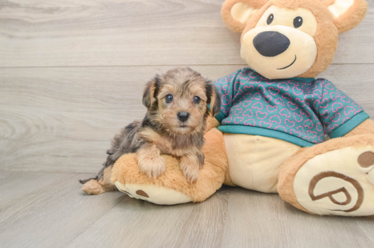 Petite Yorkie Poo Poodle Mix Pup