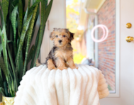 10 week old Yorkie Poo Puppy For Sale - Simply Southern Pups