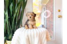 Yorkie Poo Puppy for Adoption