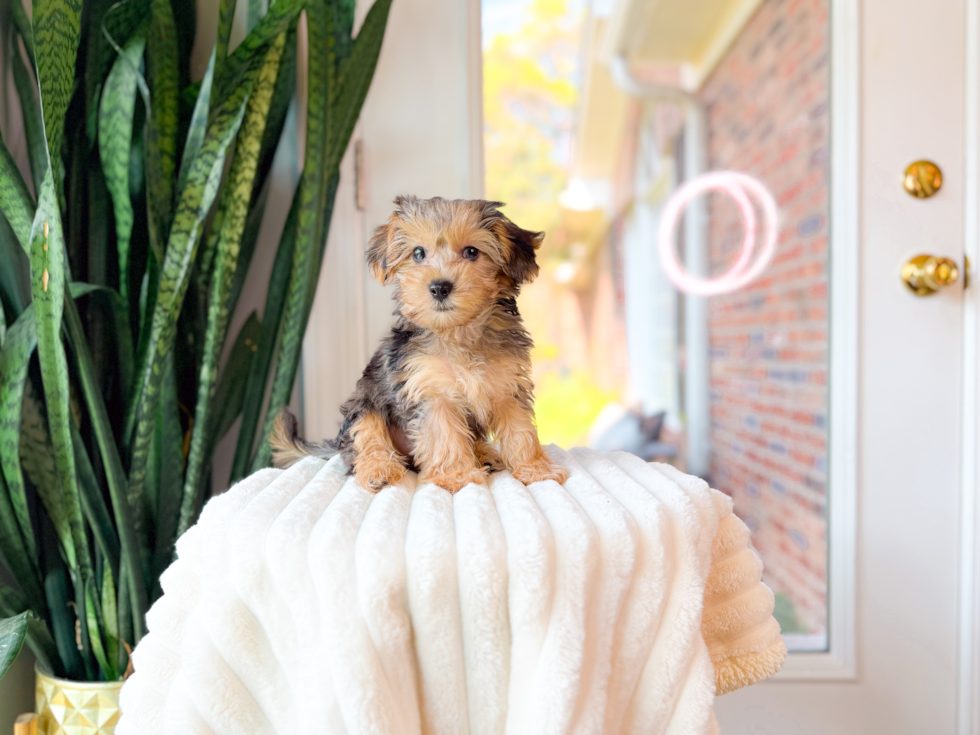 Yorkie Poo Puppy for Adoption