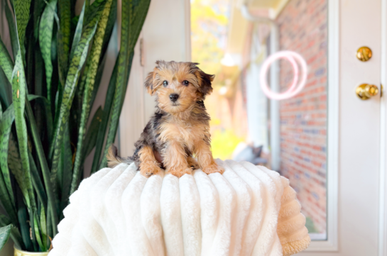Yorkie Poo Puppy for Adoption
