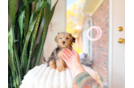 Yorkie Poo Pup Being Cute