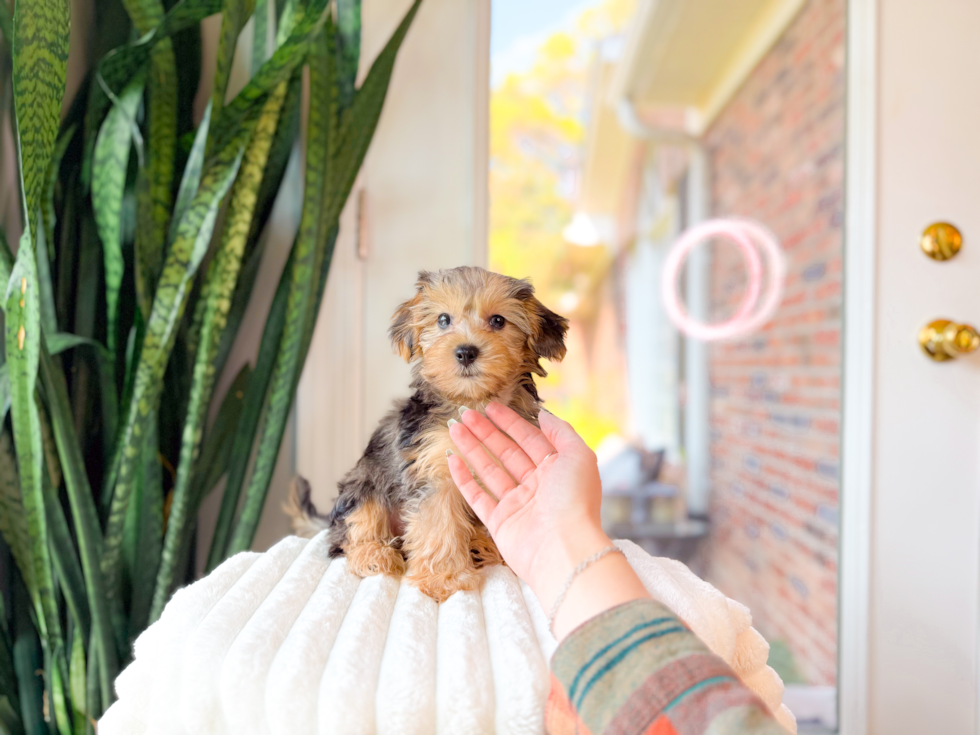 Yorkie Poo Pup Being Cute