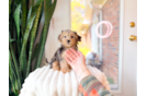 Cute Yorkie Poo Baby