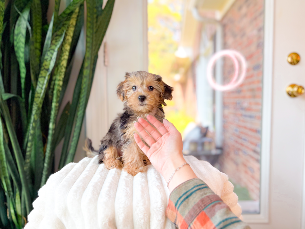 Cute Yorkie Poo Baby