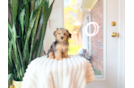 Yorkie Poo Pup Being Cute