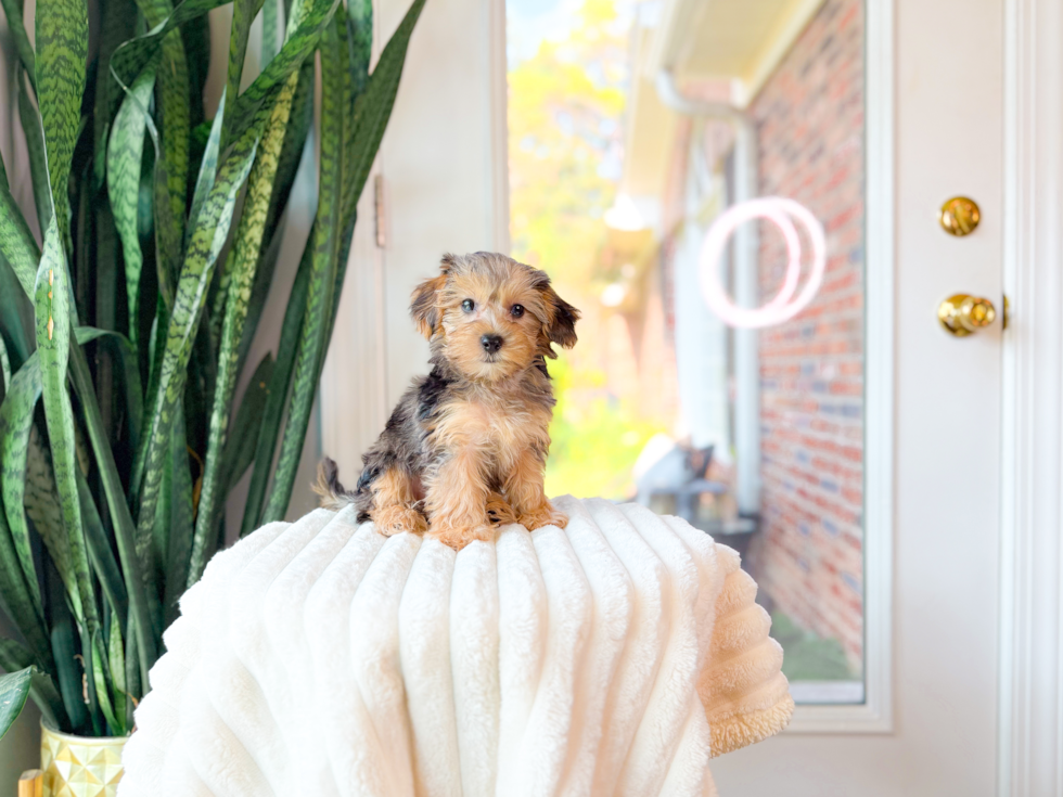 Yorkie Poo Pup Being Cute