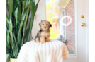 Cute Yorkie Poo Poodle Mix Pup