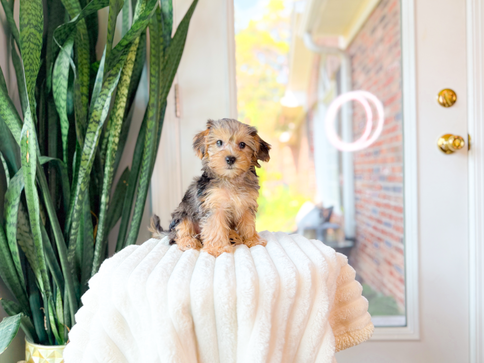 Cute Yorkie Poo Poodle Mix Pup