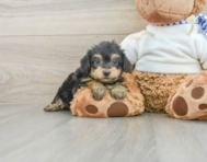 8 week old Yorkie Poo Puppy For Sale - Simply Southern Pups