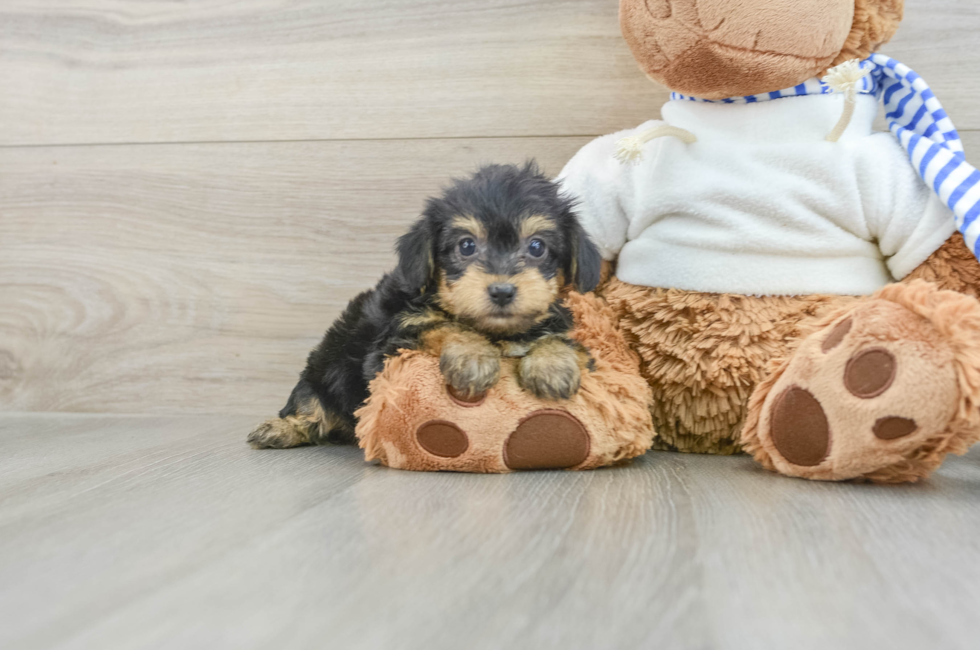 6 week old Yorkie Poo Puppy For Sale - Simply Southern Pups