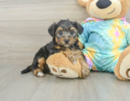 Are Yorkie Poo Dogs Hypoallergenic: Truths Every Owner Must Know