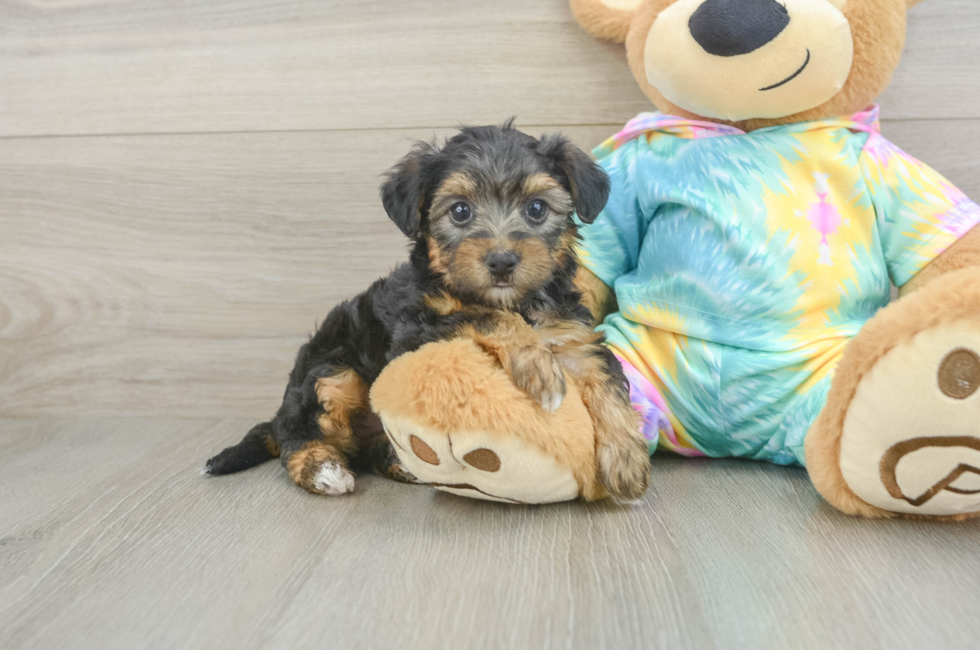 6 week old Yorkie Poo Puppy For Sale - Simply Southern Pups
