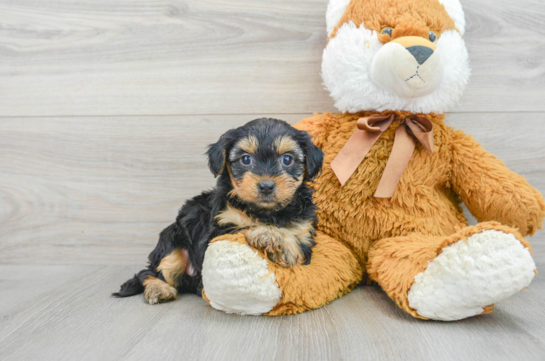 Energetic Yorkie Doodle Poodle Mix Puppy