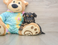 8 week old Yorkie Poo Puppy For Sale - Simply Southern Pups
