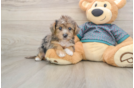 Best Yorkie Poo Baby