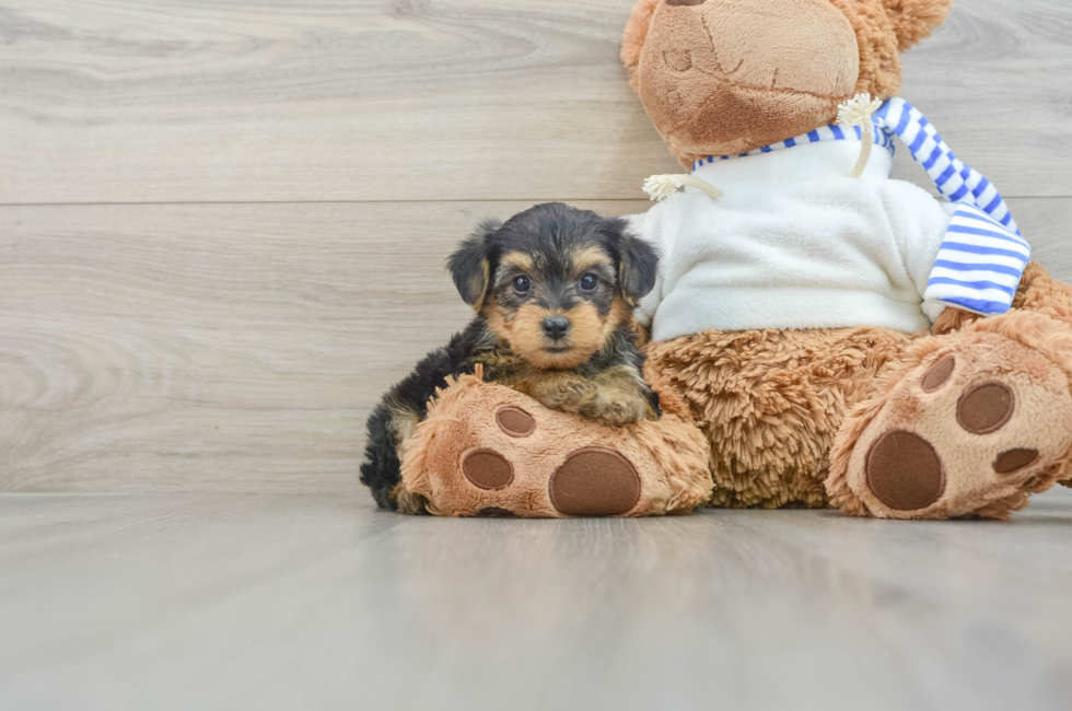 6 week old Yorkie Poo Puppy For Sale - Simply Southern Pups