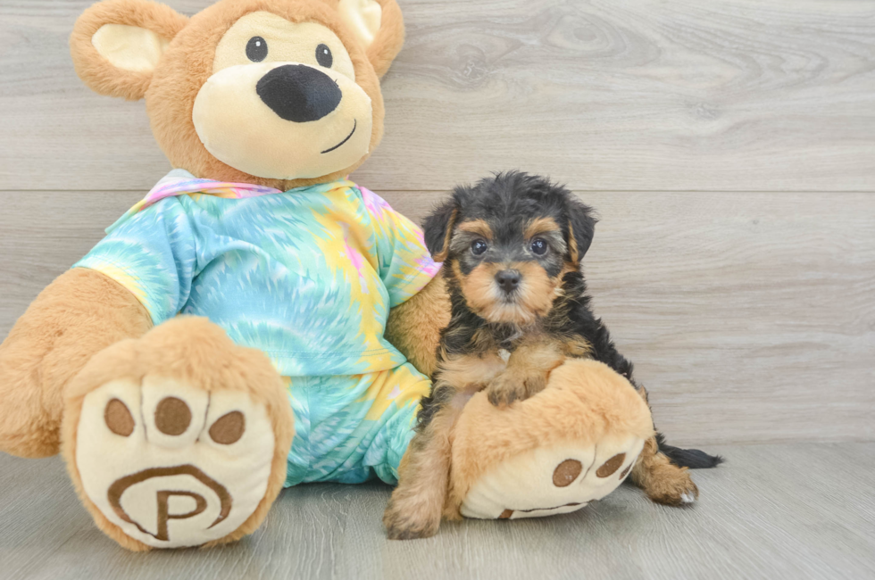 6 week old Yorkie Poo Puppy For Sale - Simply Southern Pups
