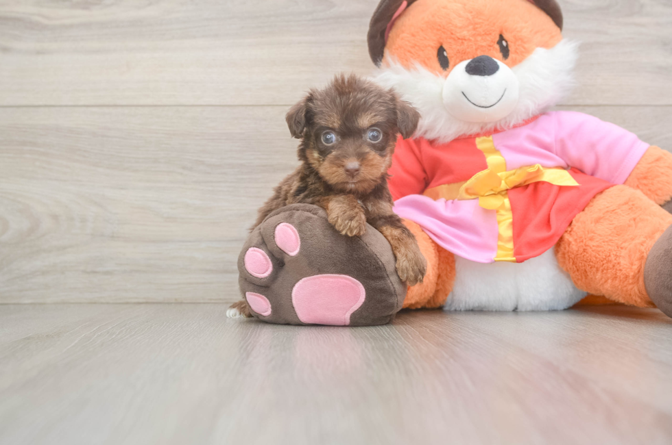 5 week old Yorkie Poo Puppy For Sale - Simply Southern Pups