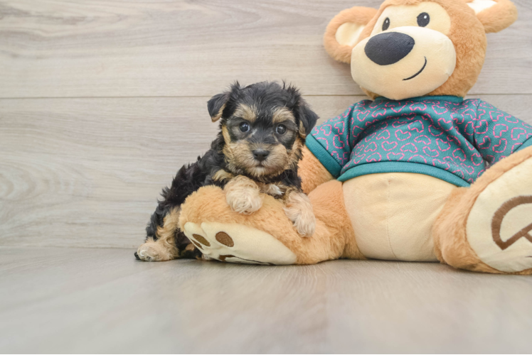 Sweet Yorkie Poo Baby